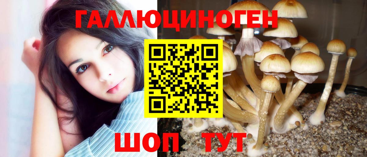 Клинцы  Псилоцибиновые грибы Cubensis  как найти наркотики  Вход с VPN 